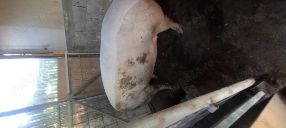 Porci si purcei Porci si purcei