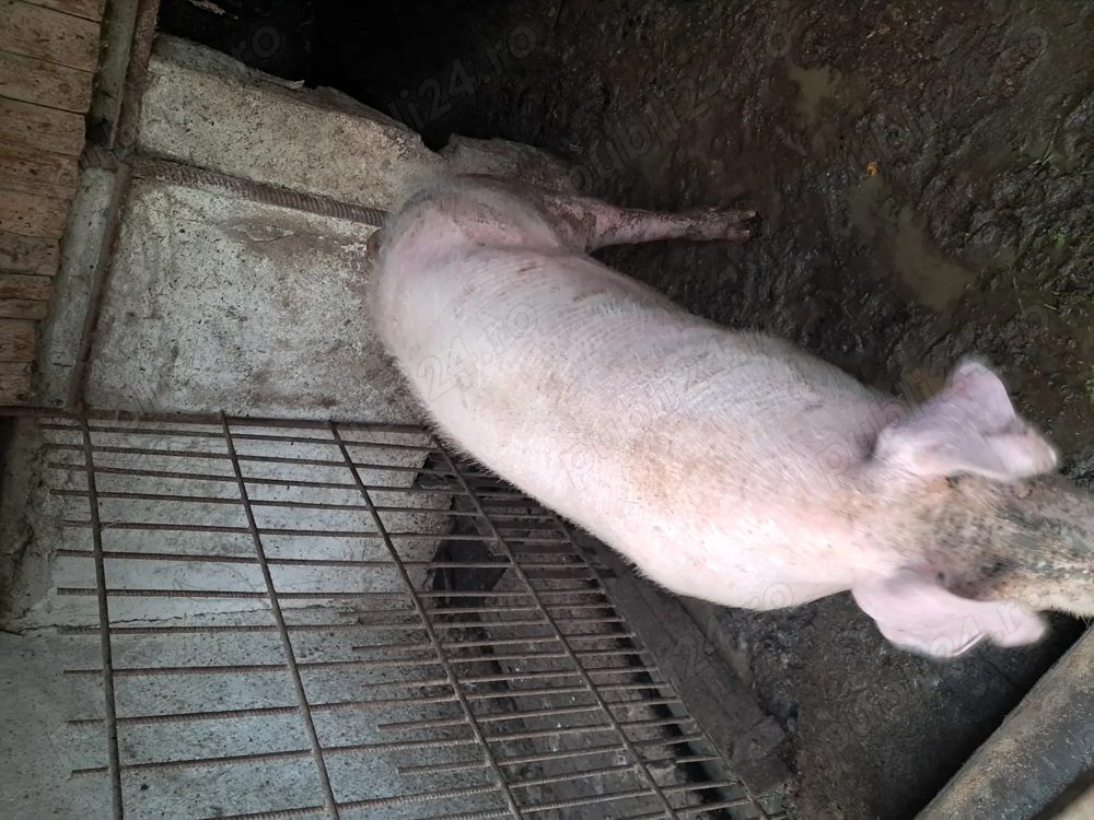 Vand porc, Goranu, Valcea. Vand porc, Goranu, Valcea.