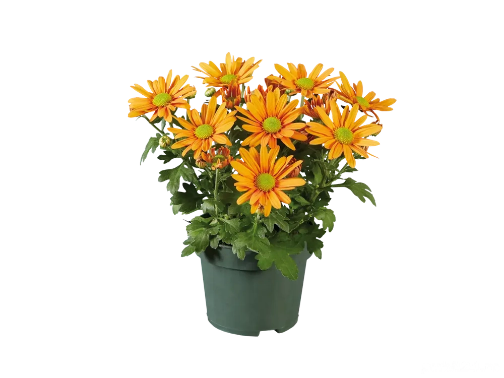 vând  garsoniera  cf3 baicului 