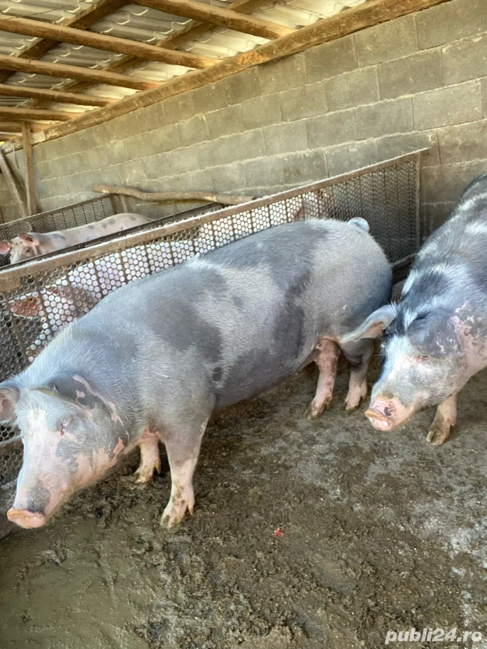 Porci pentru Crăciun de vânzare