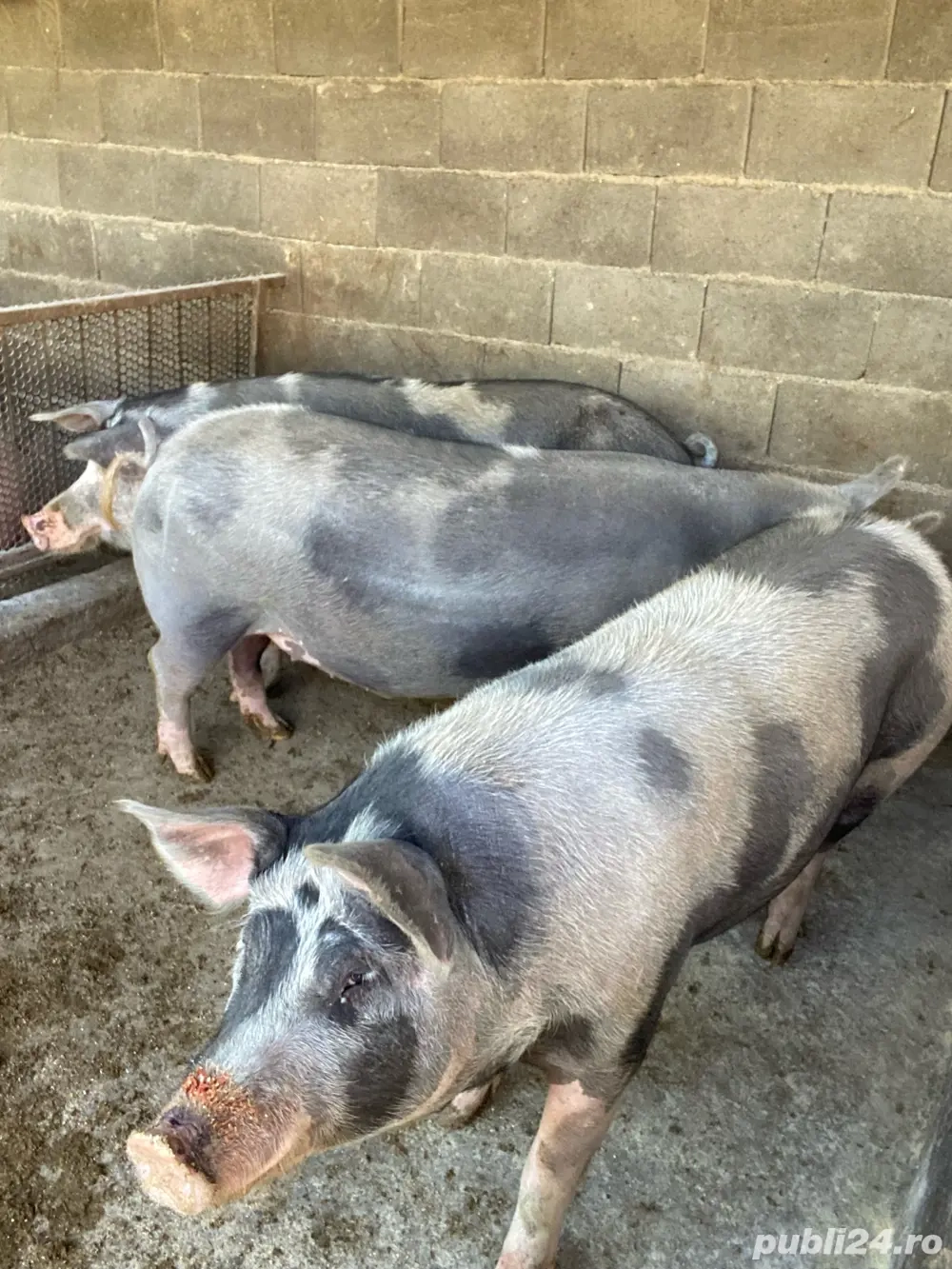 Porci pentru Crăciun de vânzare