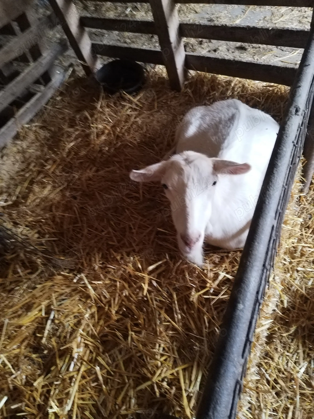 Vand patru capre Vand patru capre