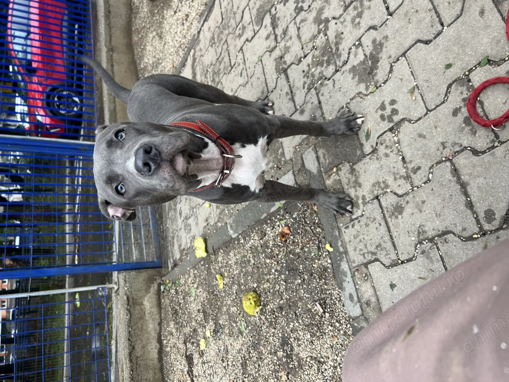 vând amstaff blue  vând amstaff blue