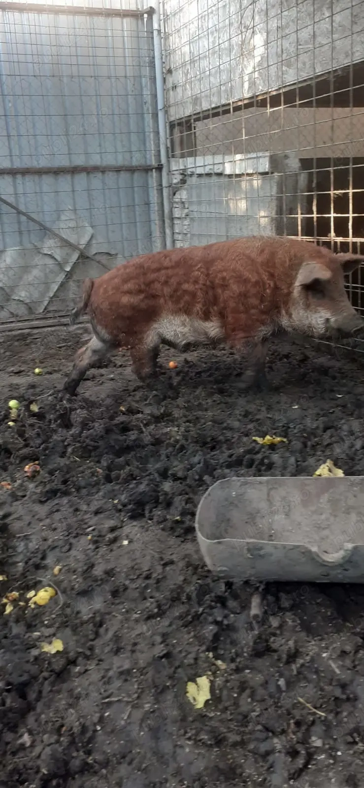 Vier mangalita Vier mangalita