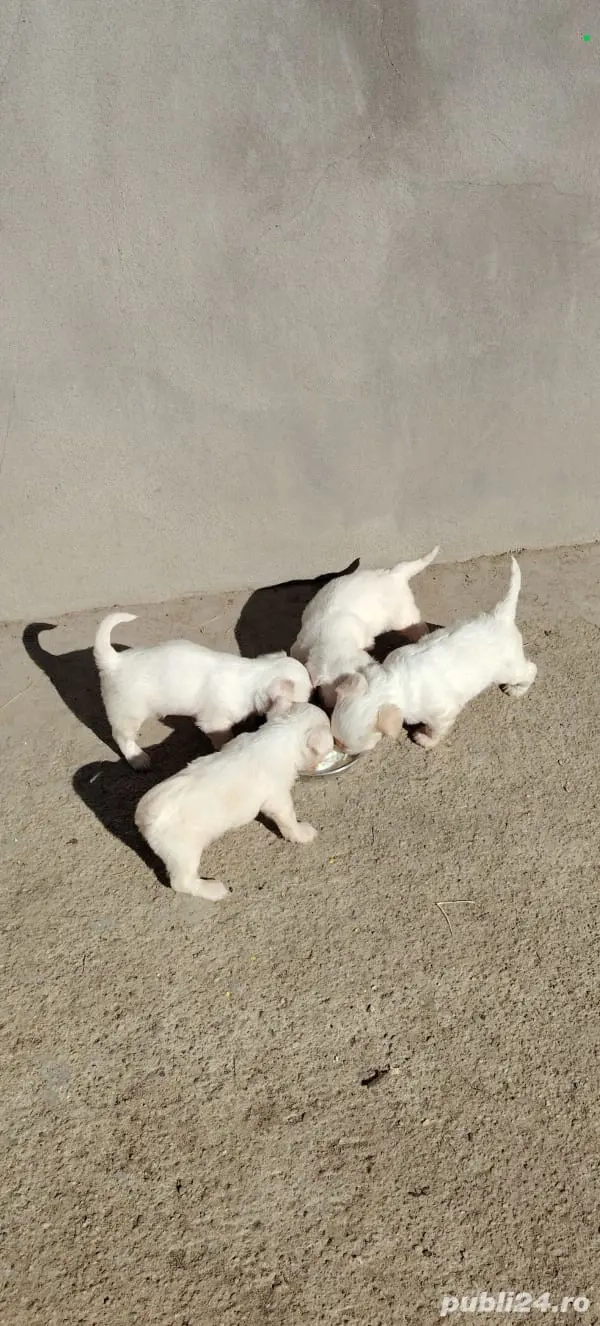 Căței bișonii Căței bișonii