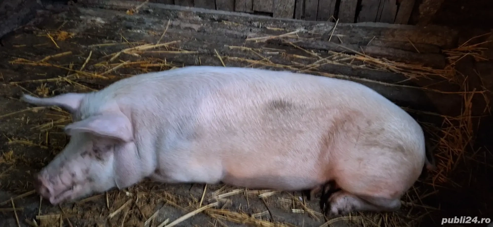 vand porci vand porci