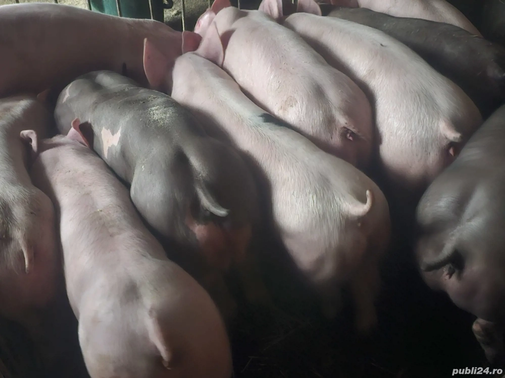 vând soldani rasa de calitate de carne petran belgian 35-40 kg  