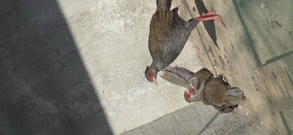 Fazani argintii si comuni Fazani argintii si comuni