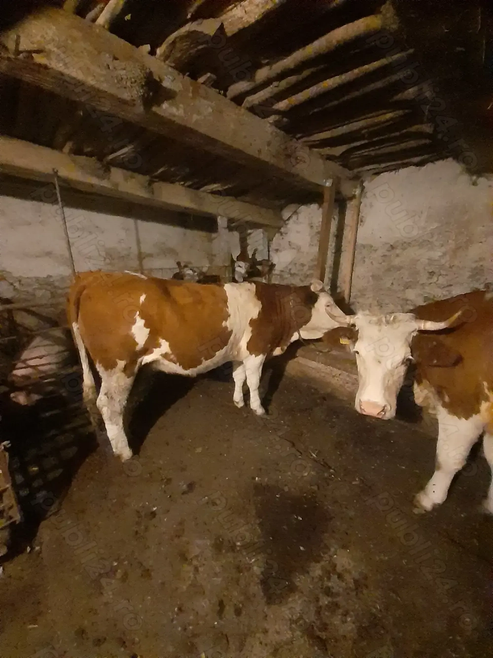 Vând juninca baltata românească 