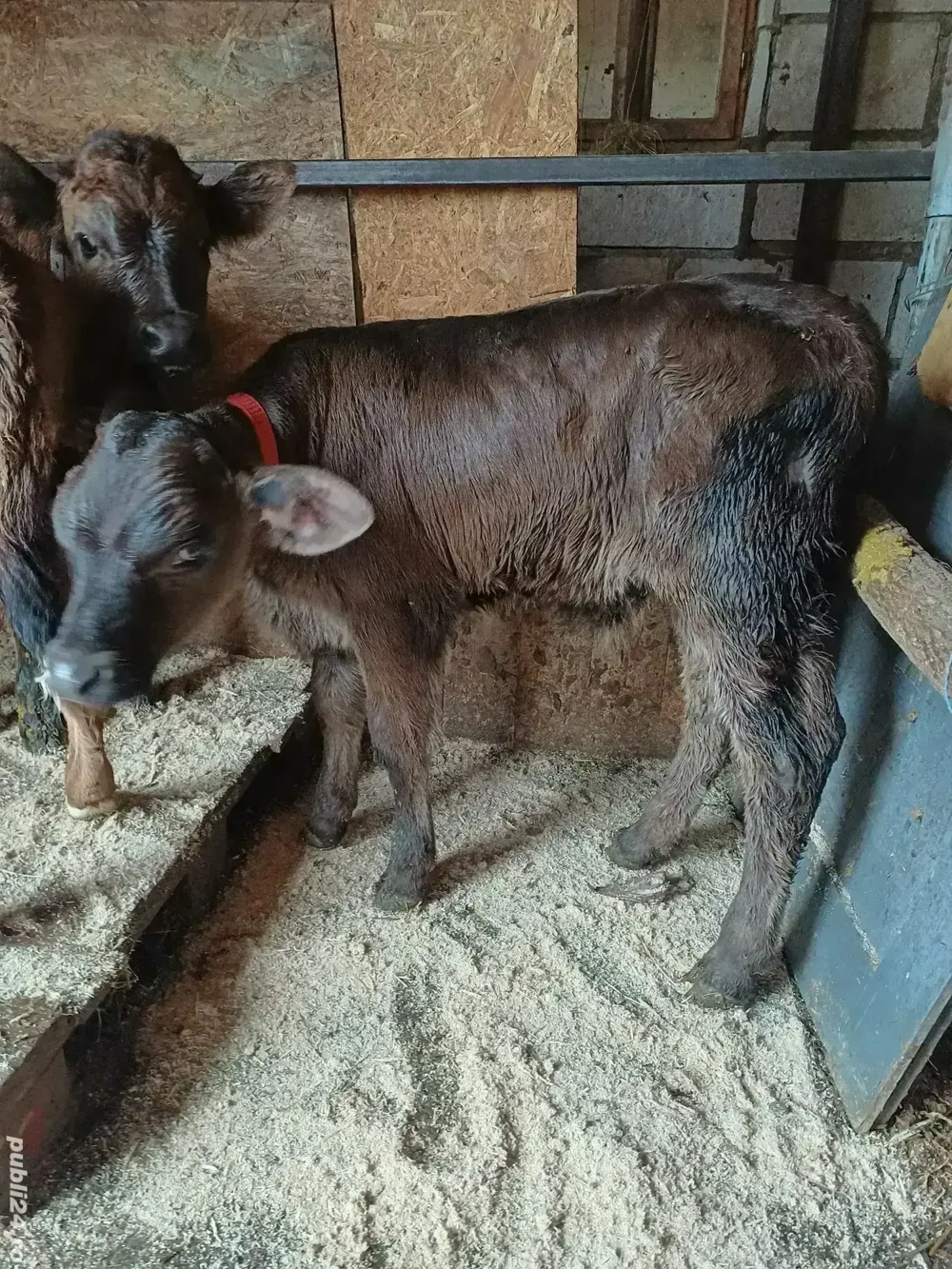 Vând  3 viței de lapte 