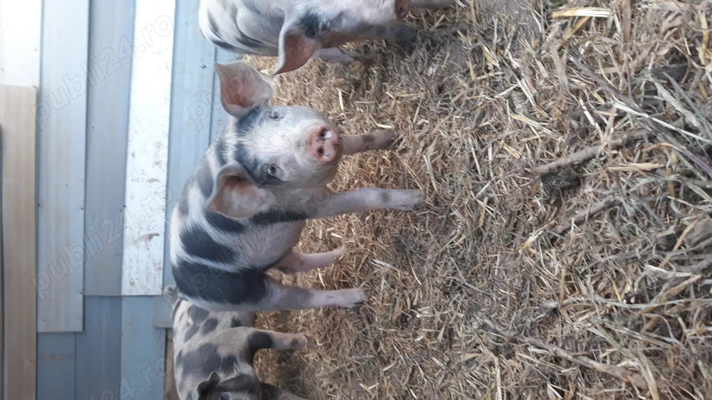 Purcei de vanzare 35 kg Purcei de vanzare 35 kg