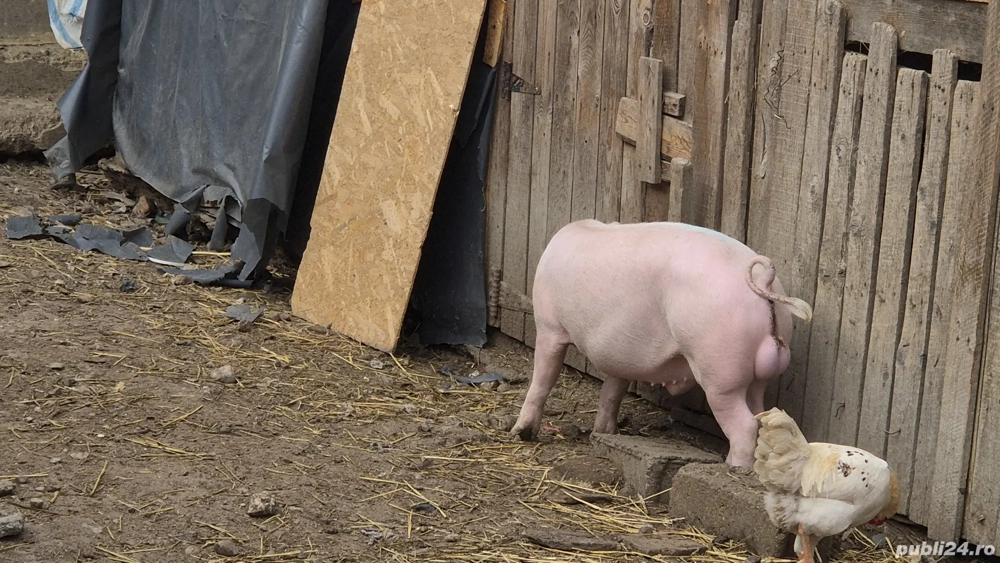 grăsuni landrace cu pietrain 
