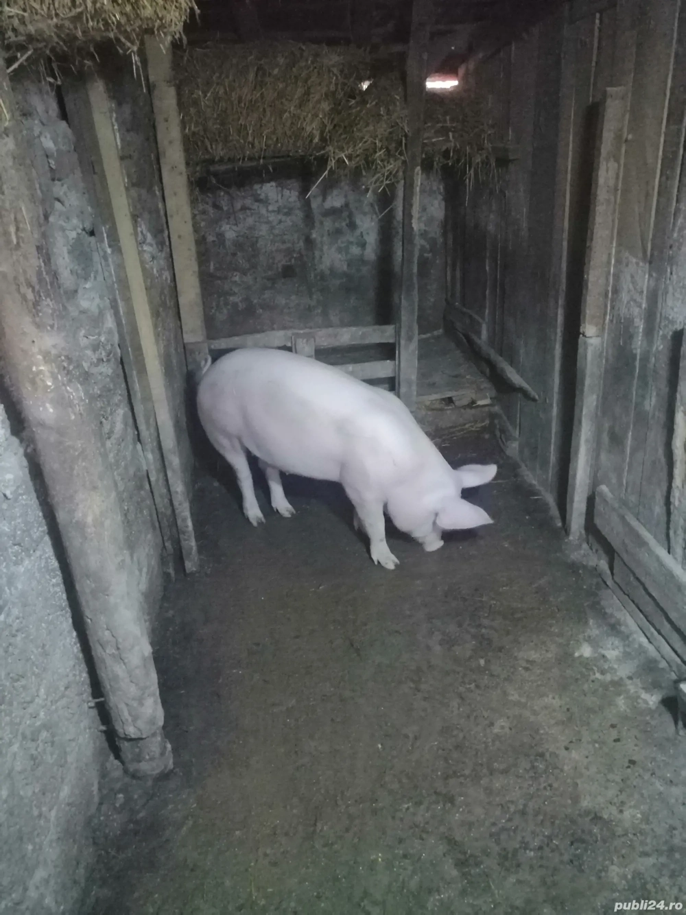 Se vinde o grăsună de aprox 75 de kg Se vinde o grăsună de aprox 75 de kg