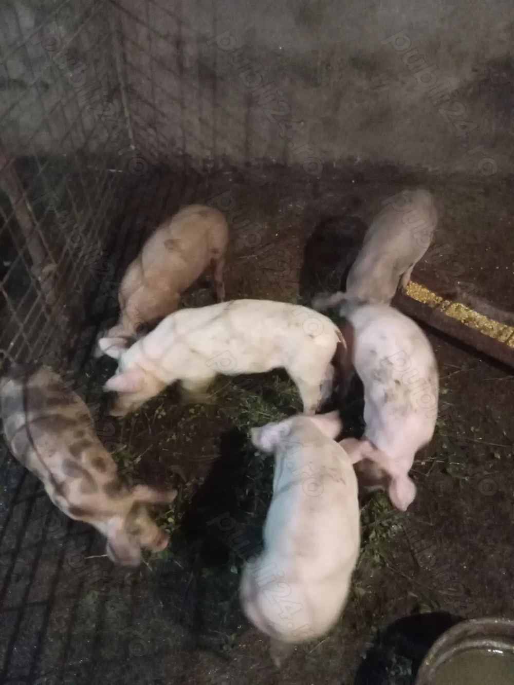 Purcei din rasele rasele de carne 