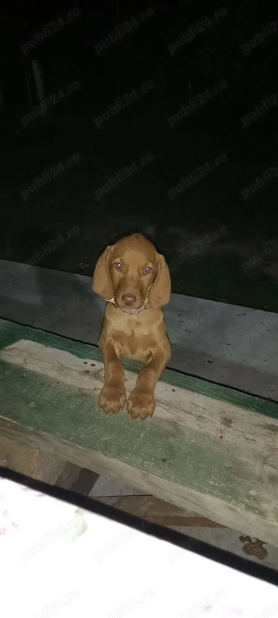 Pui de Vizsla maghiara