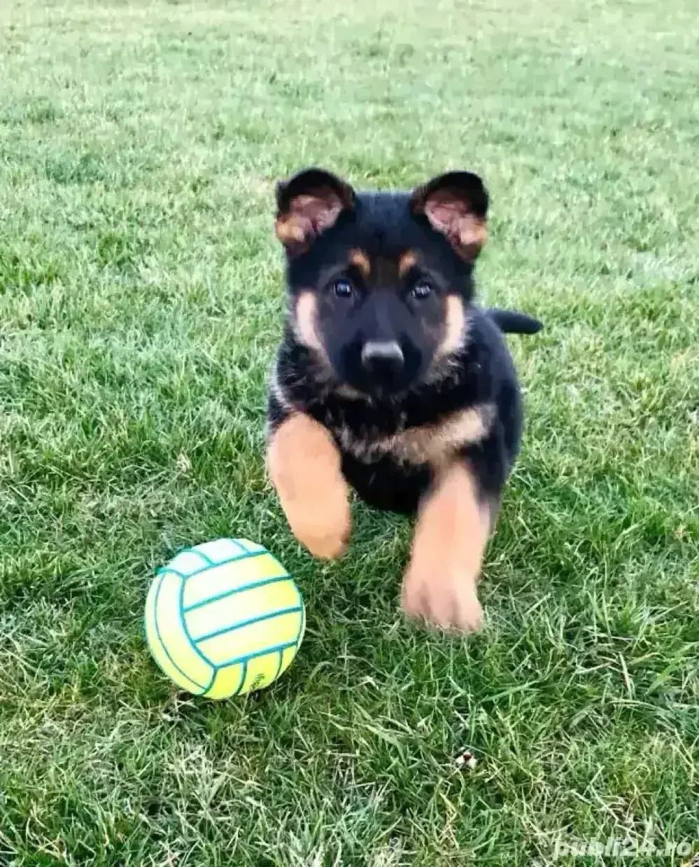 pui de Ciobanesc German 