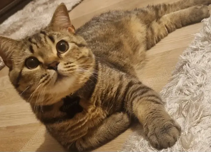 Pisica tigrata jumate british baiat