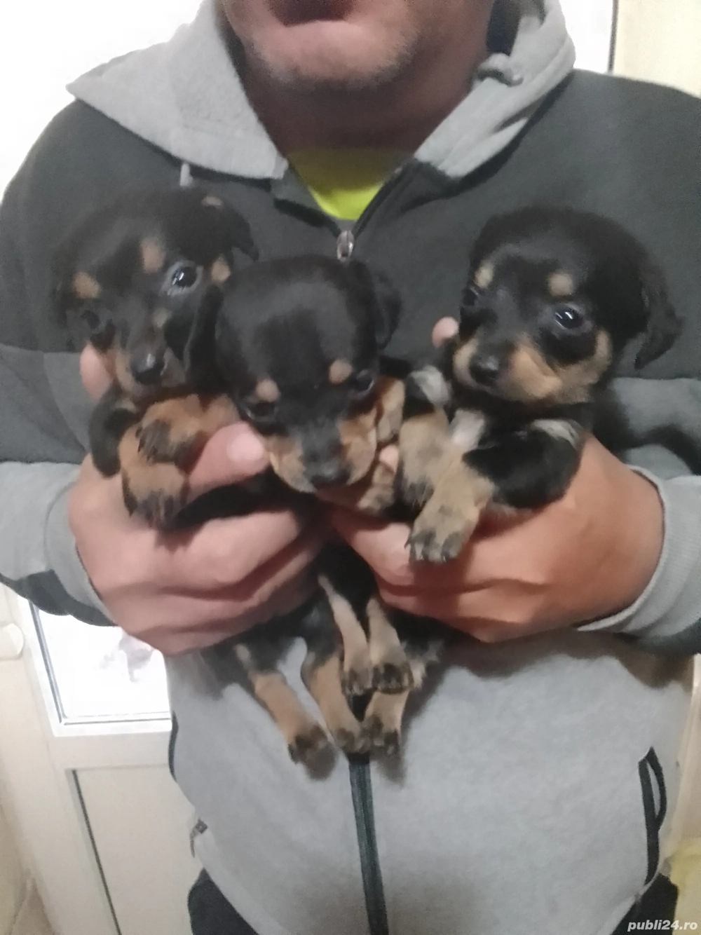 Căței teckel  Căței teckel