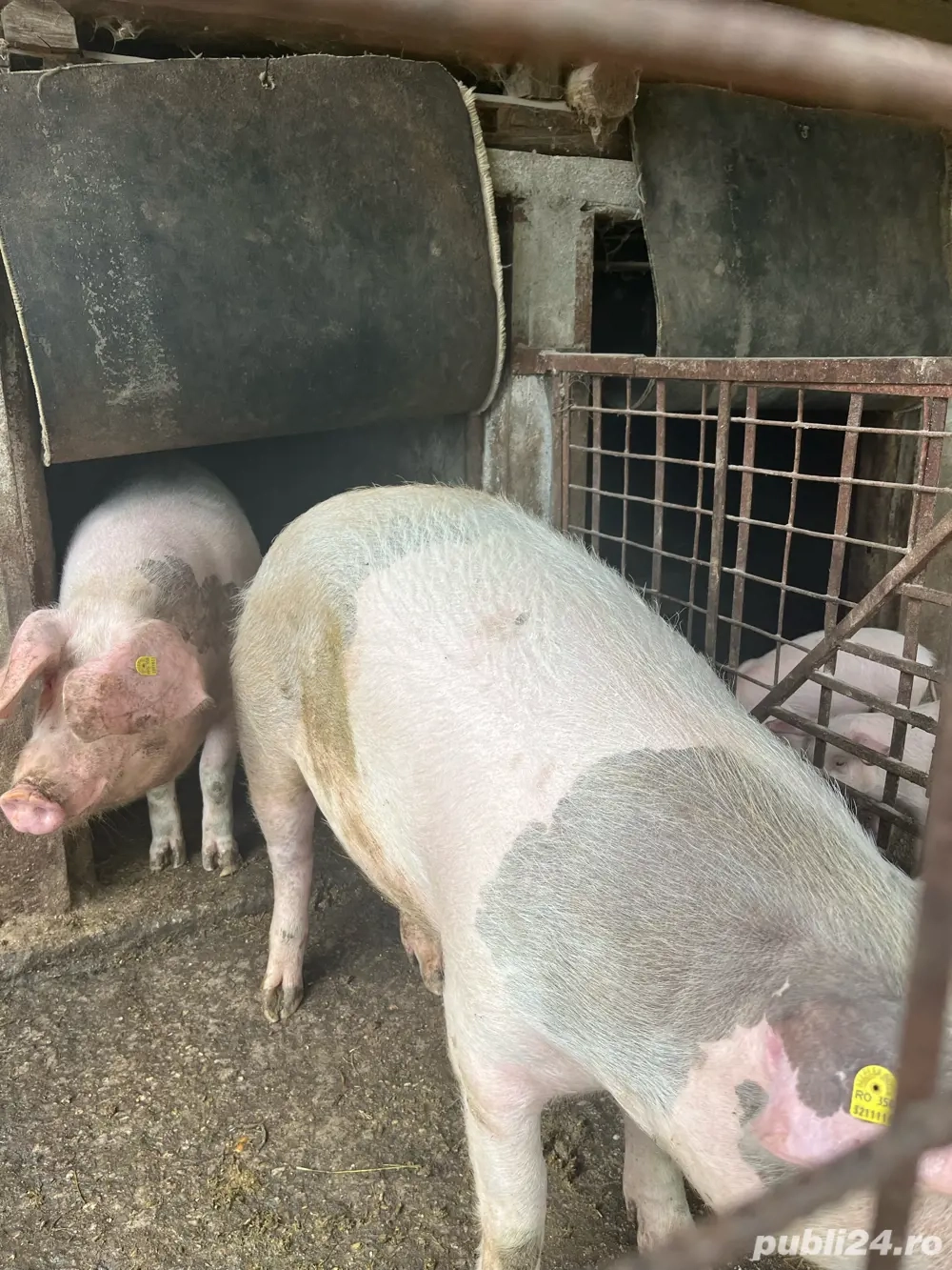 Vand porci de rasă.4 bucati la alegere Vand porci de rasă.4 bucati la alegere