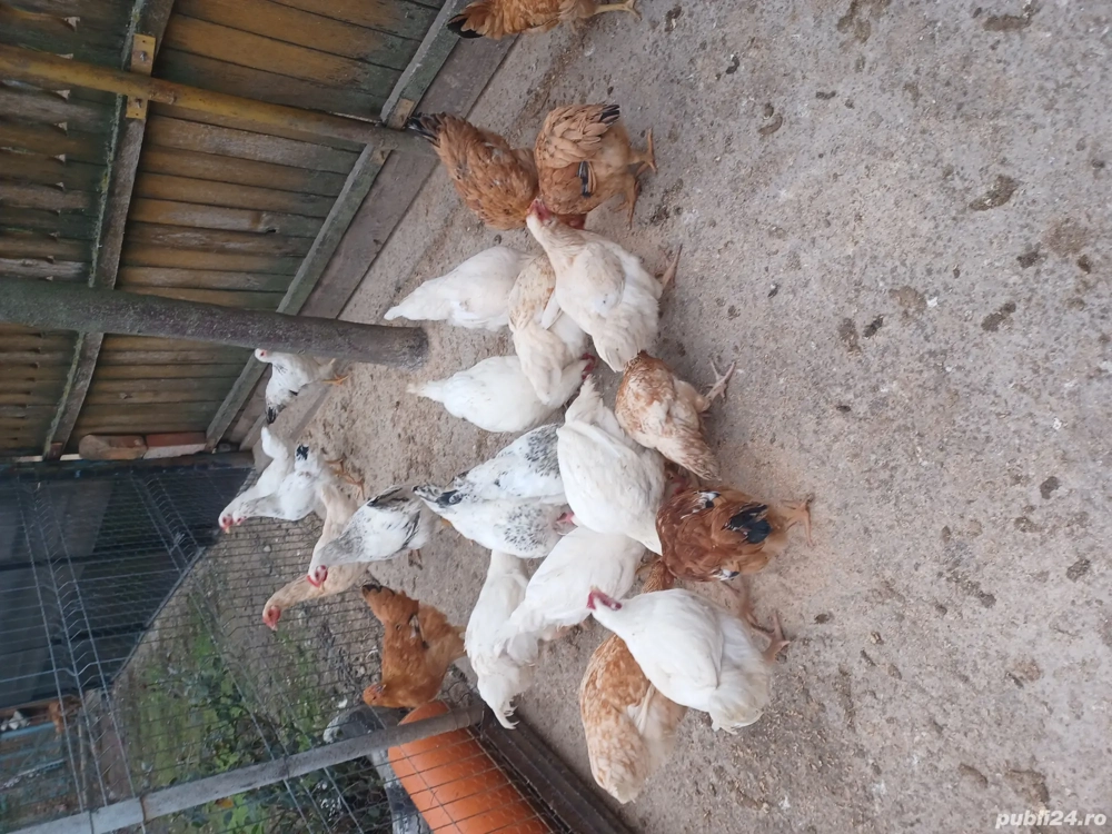 de vanzare 15 puicute de anul acesta