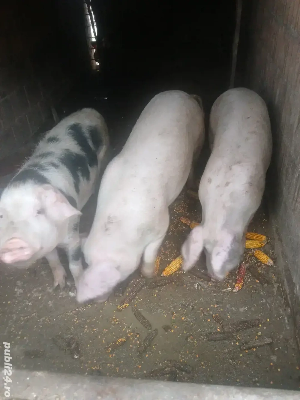 vand porci sacrificat 75 si 130 kg