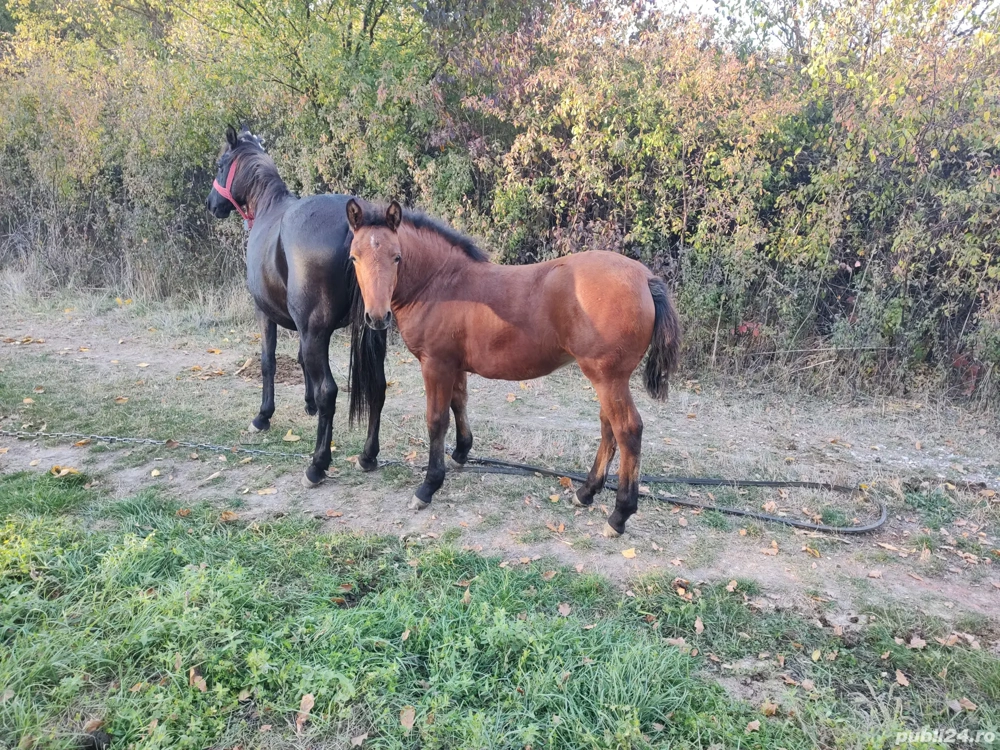 De vânzare iapa in vârsta de 7 ani cu mânz, iapa este din nou gestantă.