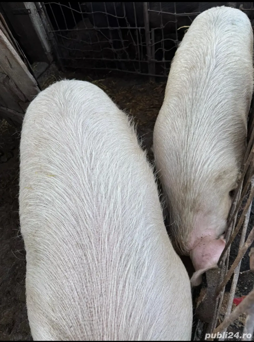 Porci de vanzare  Porci de vanzare