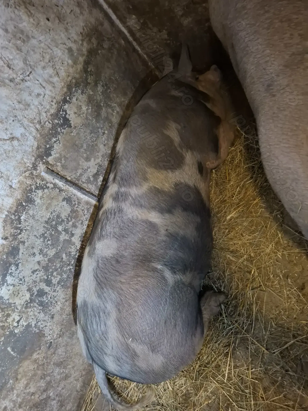 Vând porci de carne 