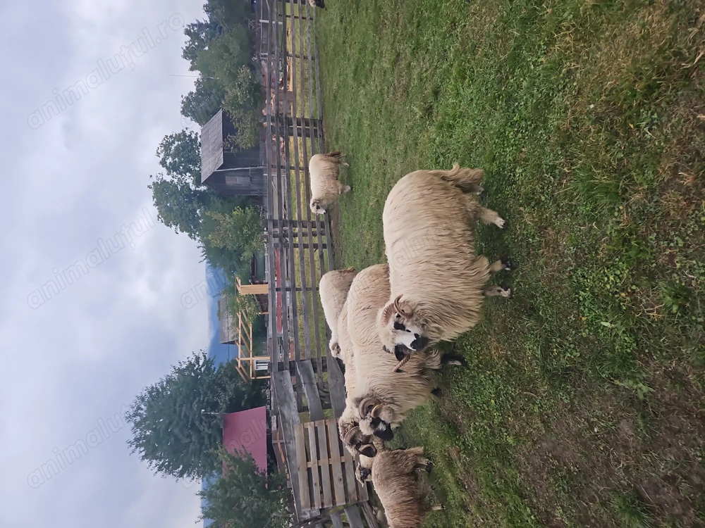 Vand oi si berbeci Vand oi si berbeci