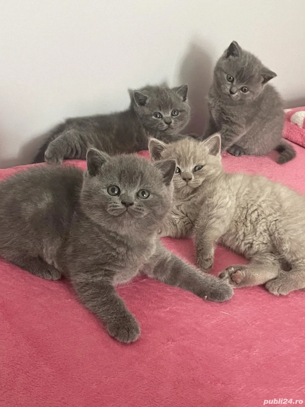 British Shorthair Blue 