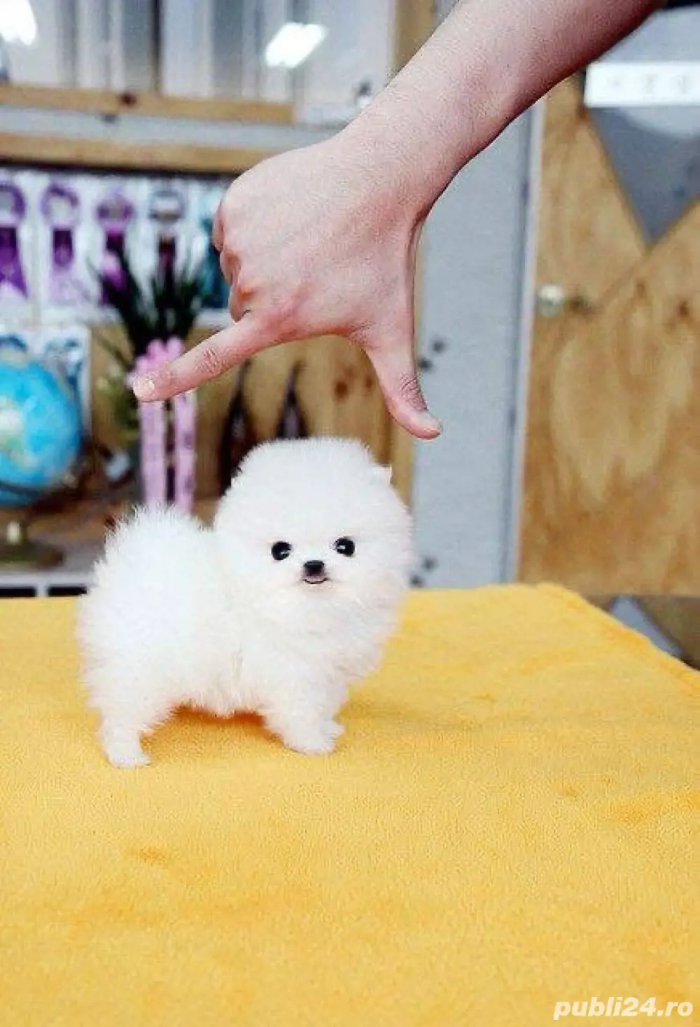 Pomeranian mini toy 