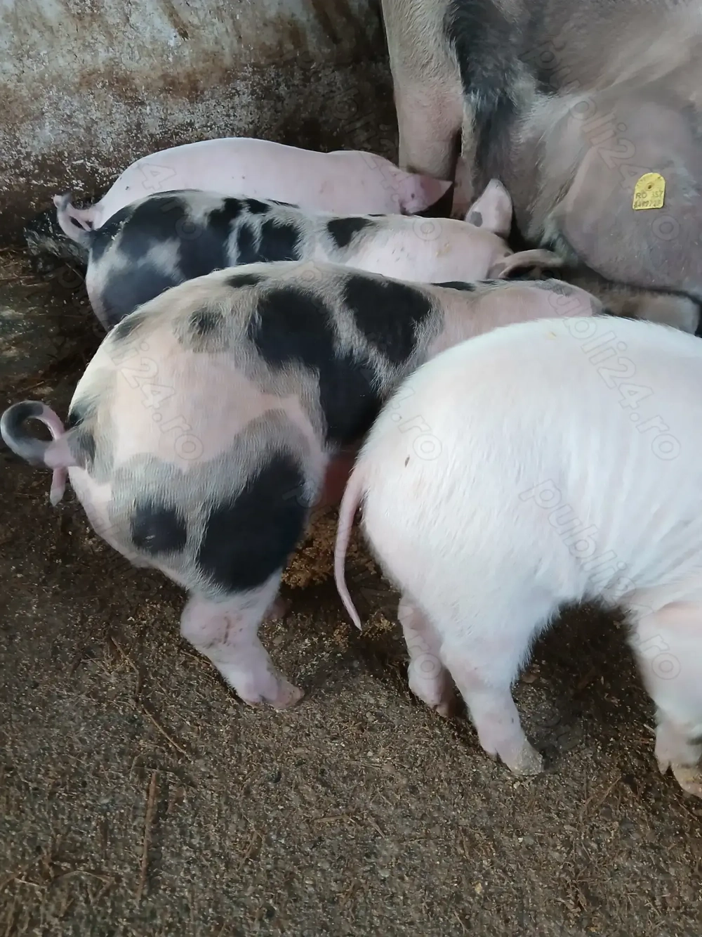 Purcei pietrain cu marele alb de vanzare