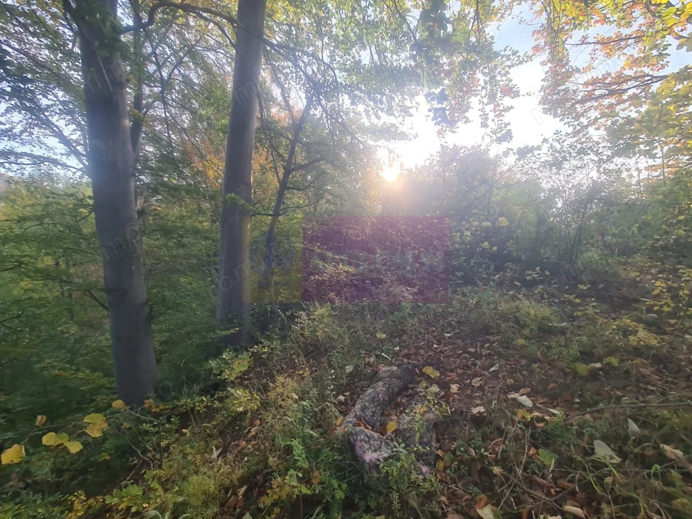 Teren intravilan de vanzare in Telega