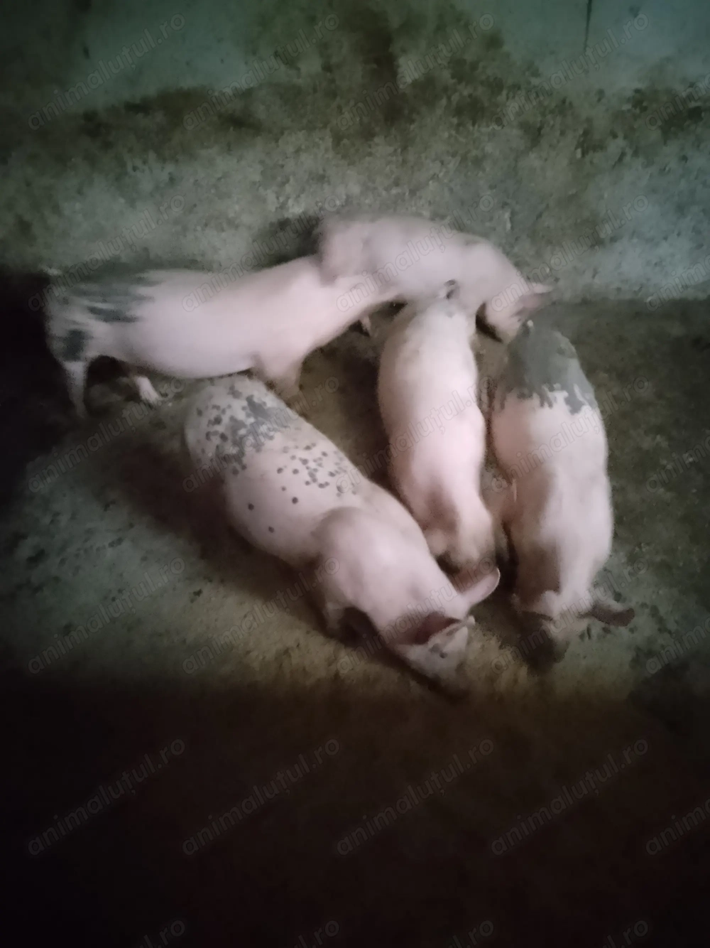 Purcei frumoși și sănătoși 