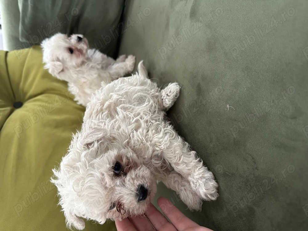 Bichon de vânzare  Bichon de vânzare
