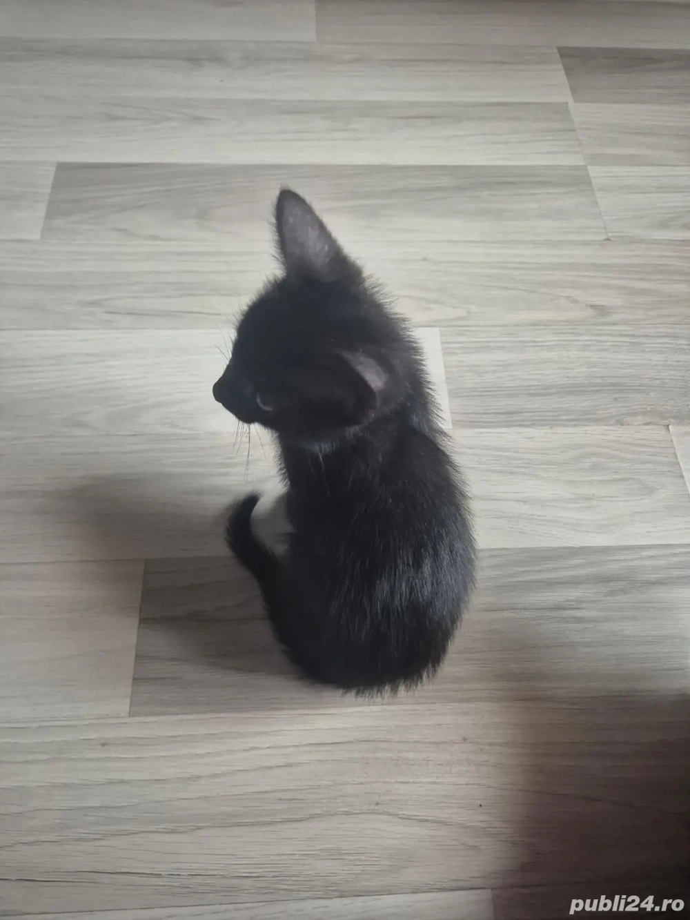 Pisoiasi dragalasi Pisoiasi dragalasi