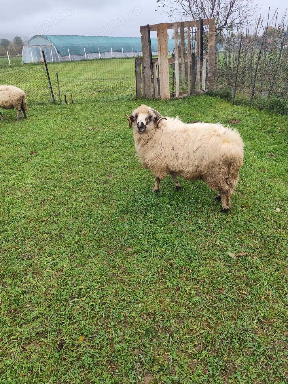 Berbecuț de vânzare  Berbecuț de vânzare