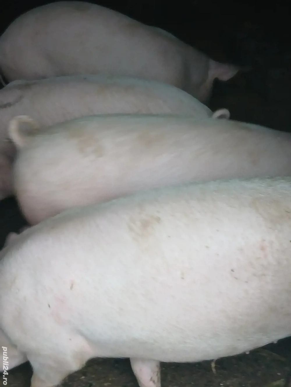 vand grasuni,60kg,marele alb cu landras