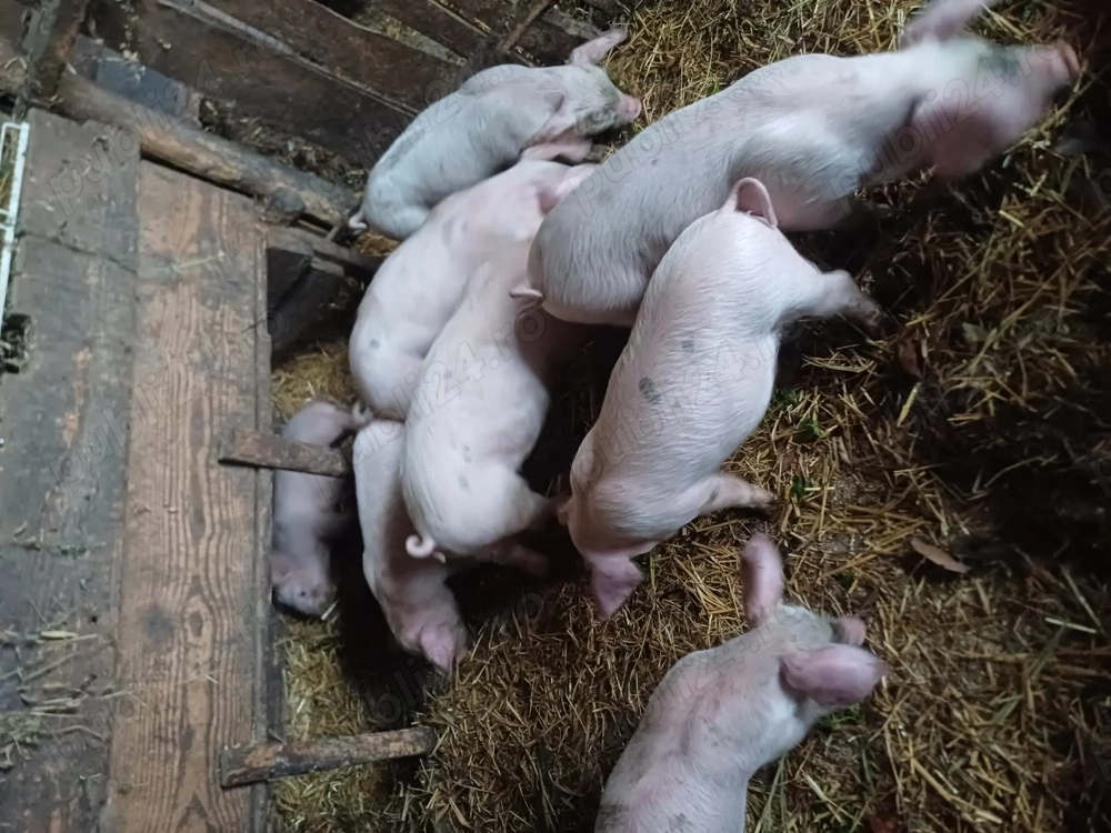 Purcei de vanzare 7 săptămâni 