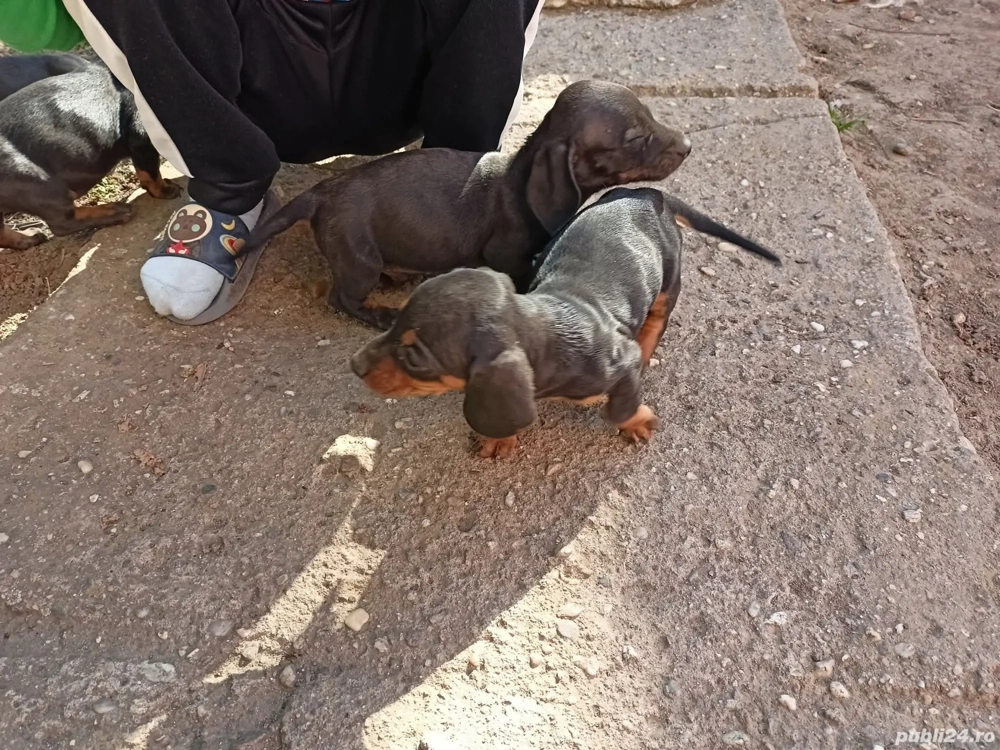 vând tekel vaccinați de parizitati au si carnet 3 băieți 2 fete nu las la pret