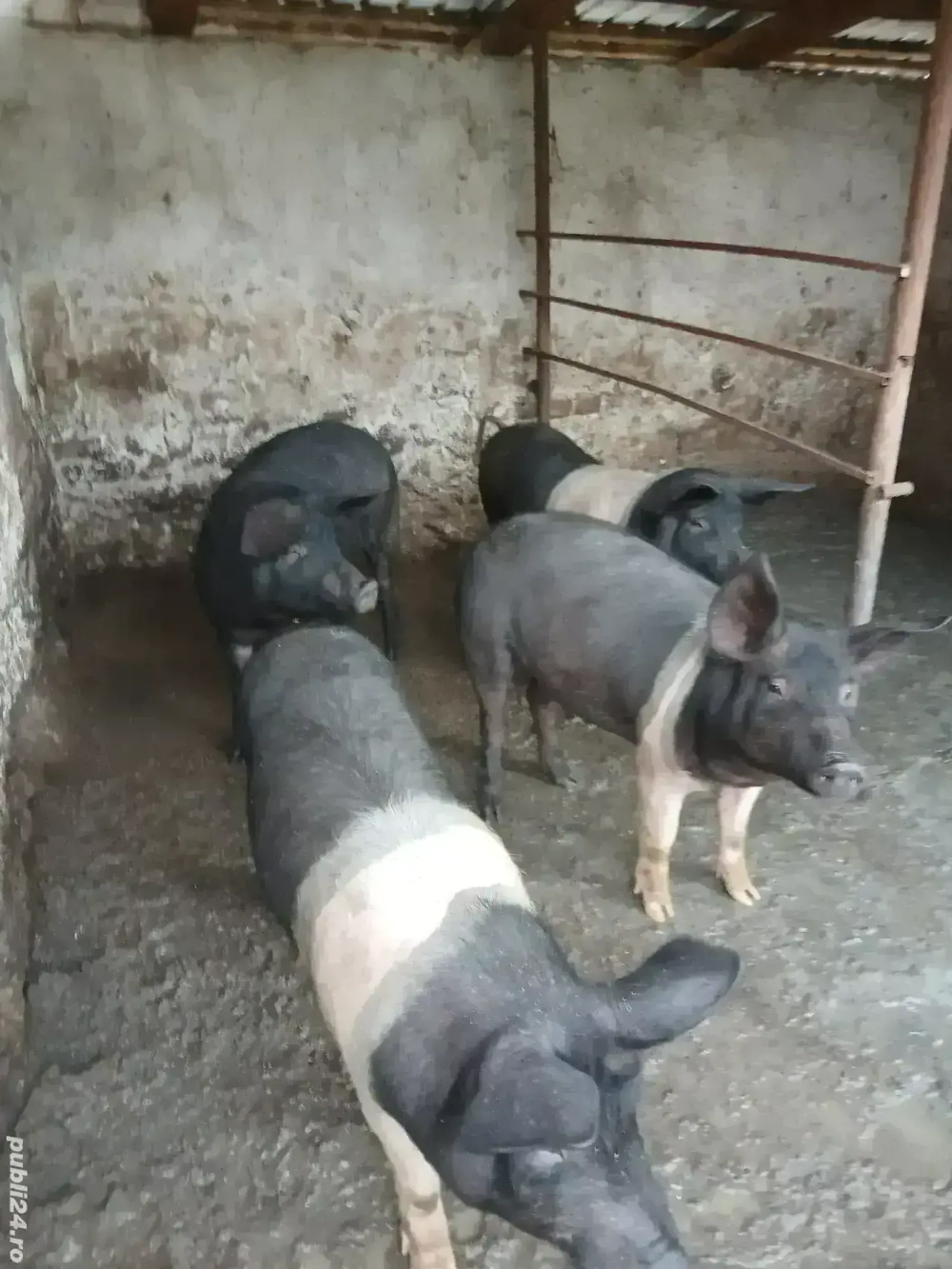 Porci bazna