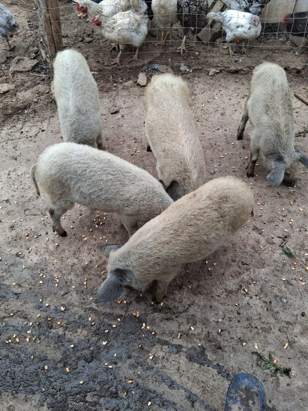 De vânzare purcei mangaliță și pietrain  De vânzare purcei mangaliță și pietrain