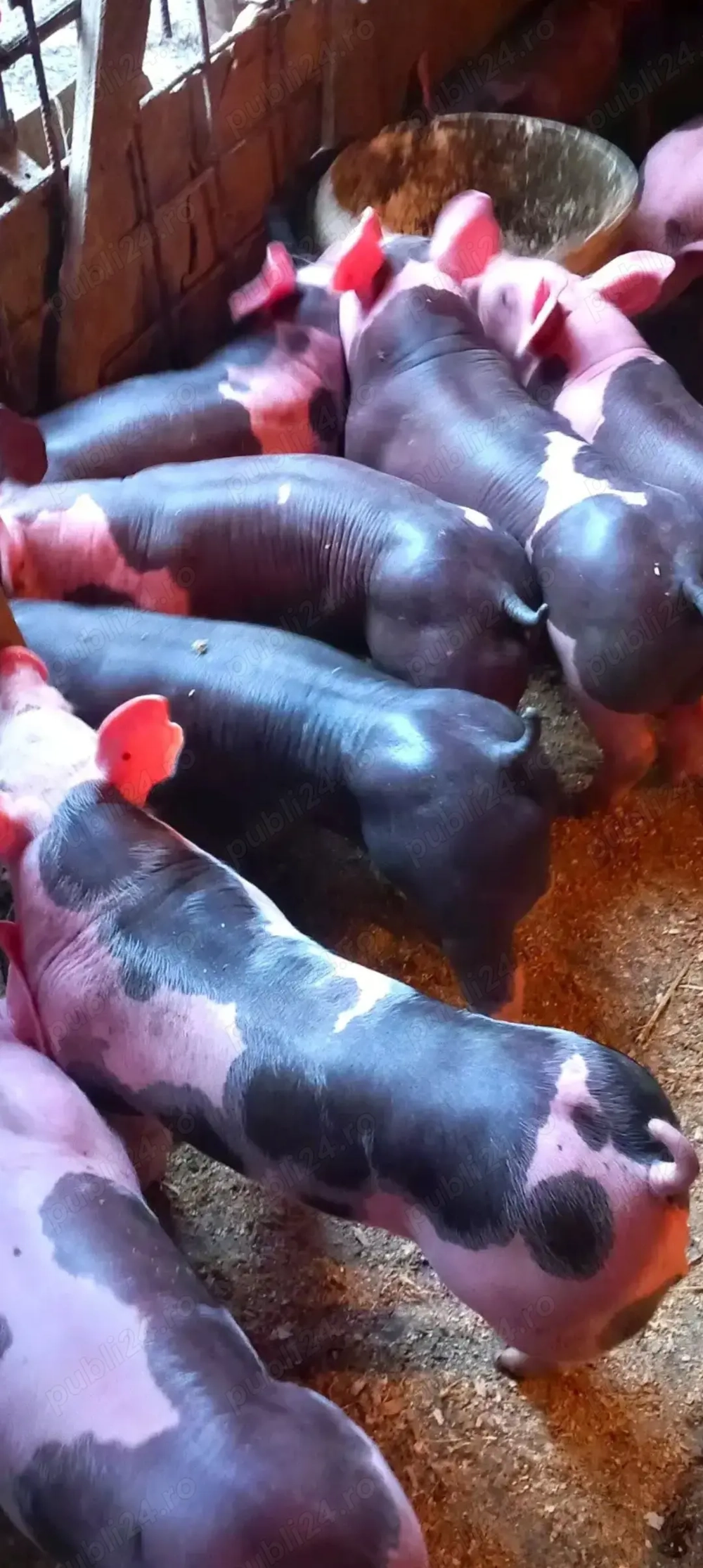 Vand purcei pietrain belgian pur 