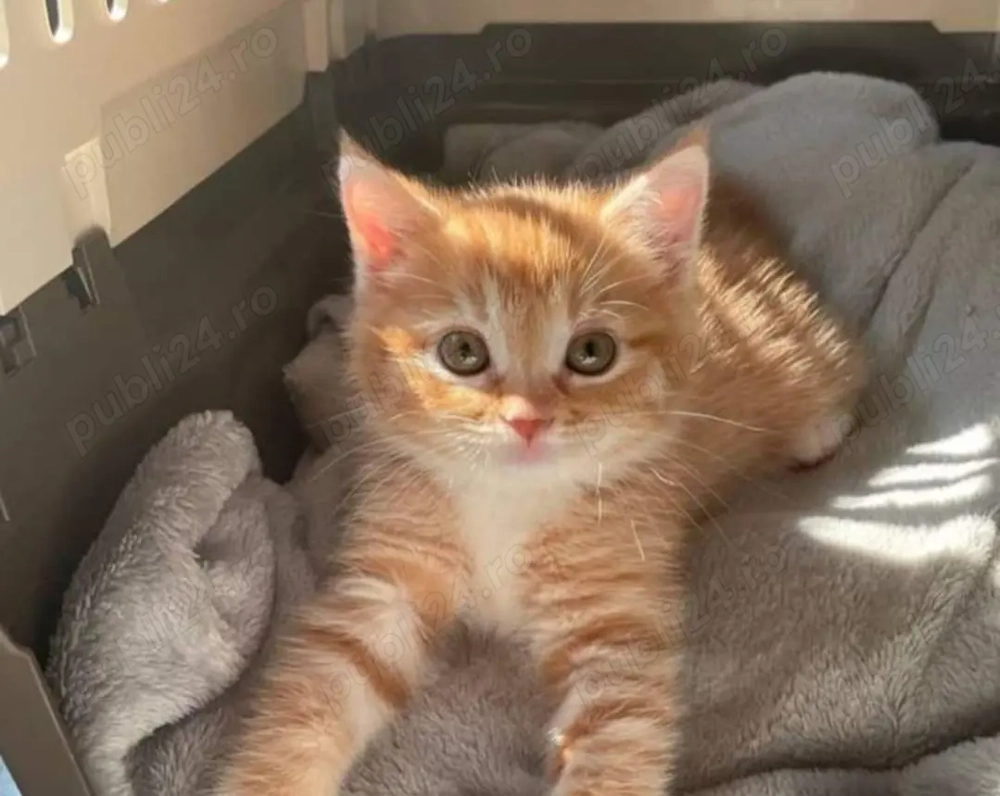British  Orange 