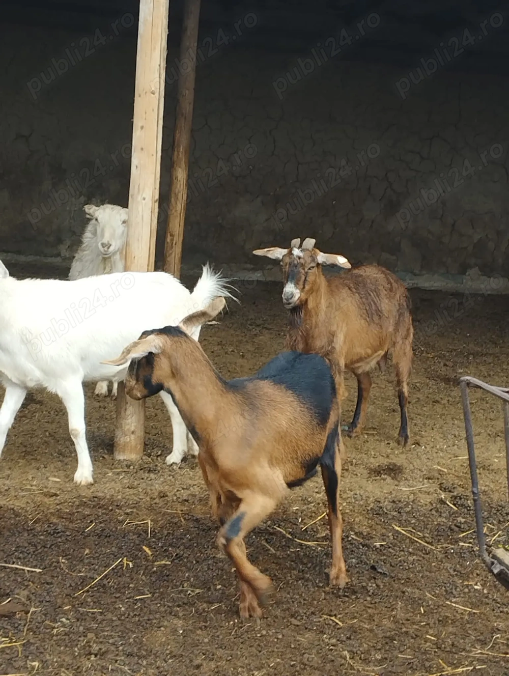 Vând oi și capre 
