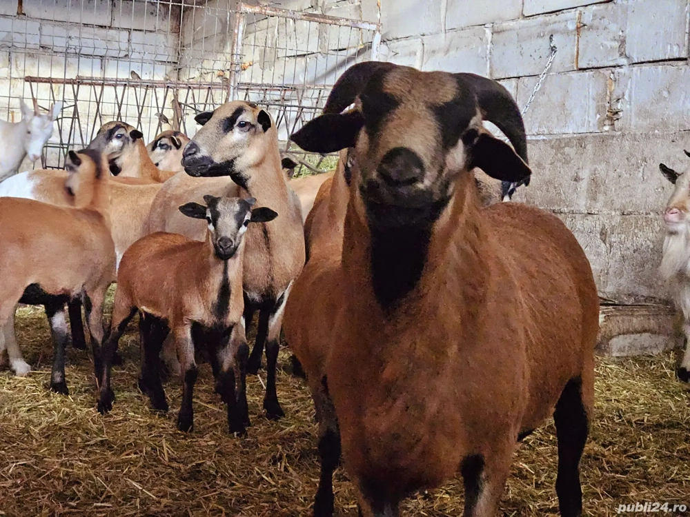 Miei si oi de camerun   Oi de carne   Oi care nu se tund   Oi speciale
