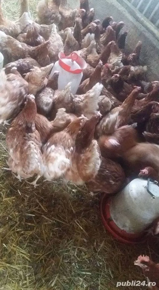 gaini, puicute ouatoare tinere 