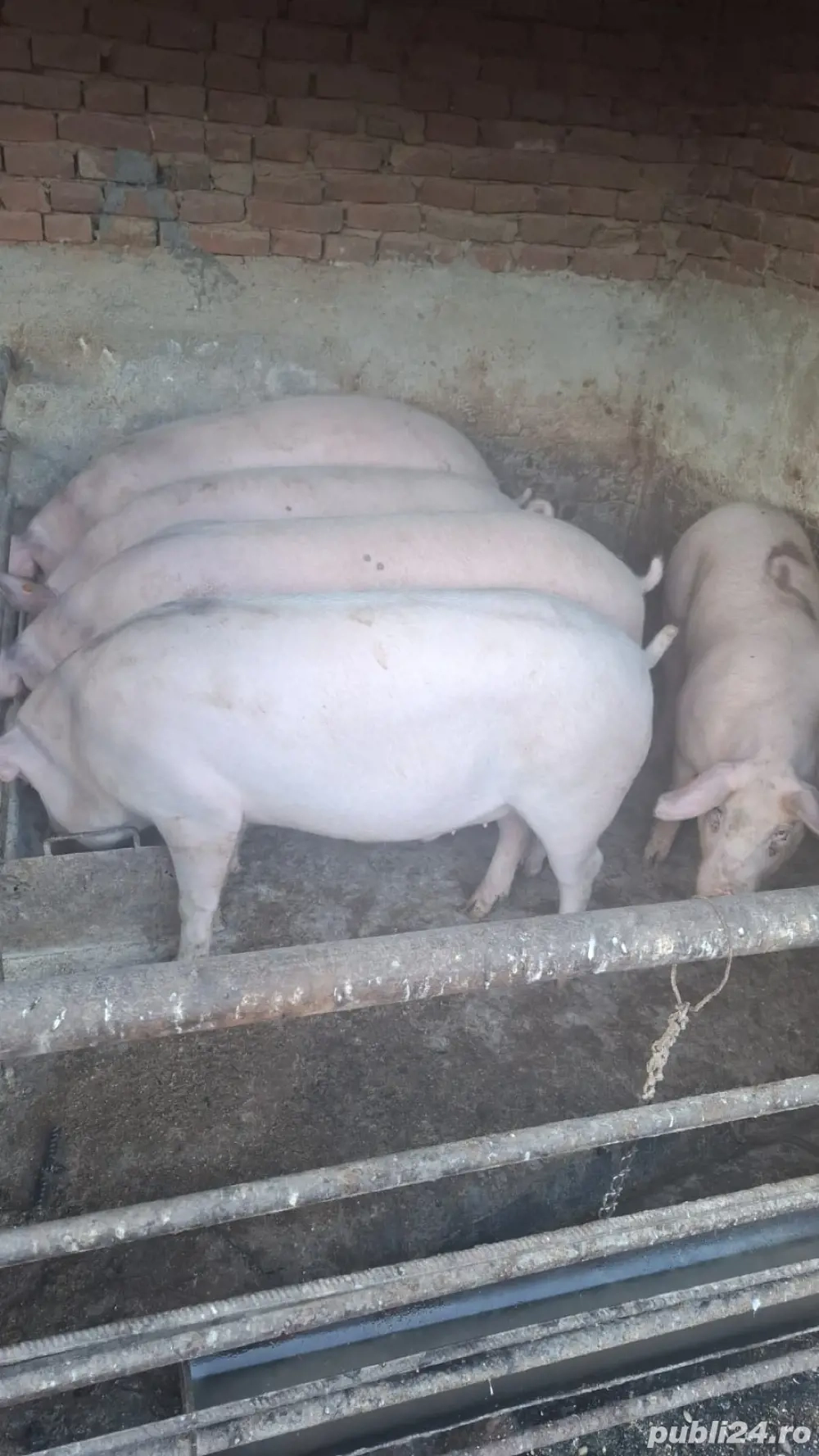 Vând Porci, 130-200 kg