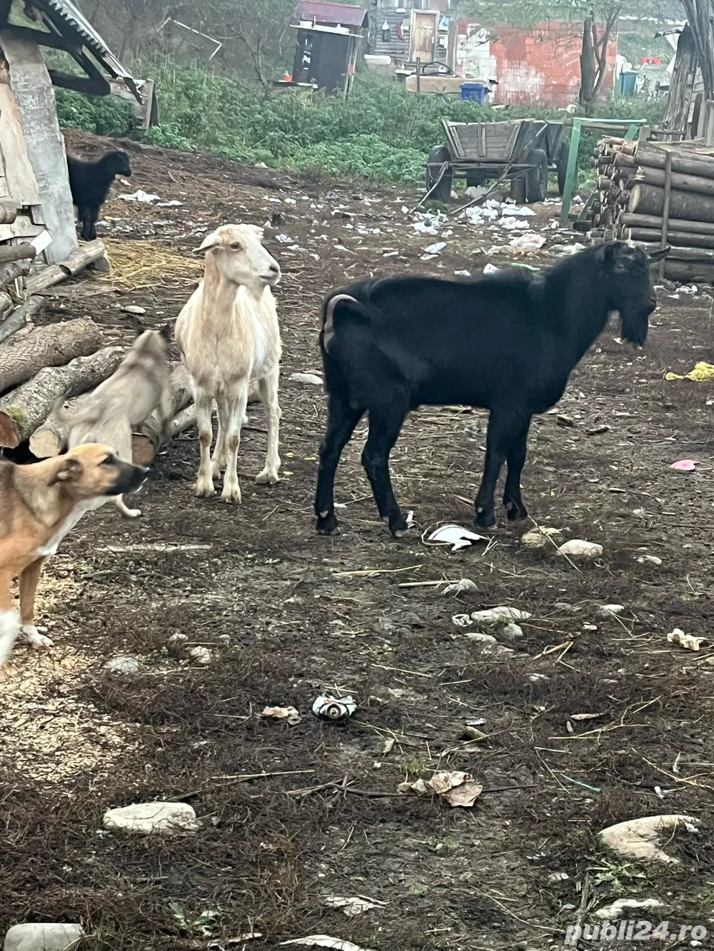 5 capre si un tap 5 capre si un tap