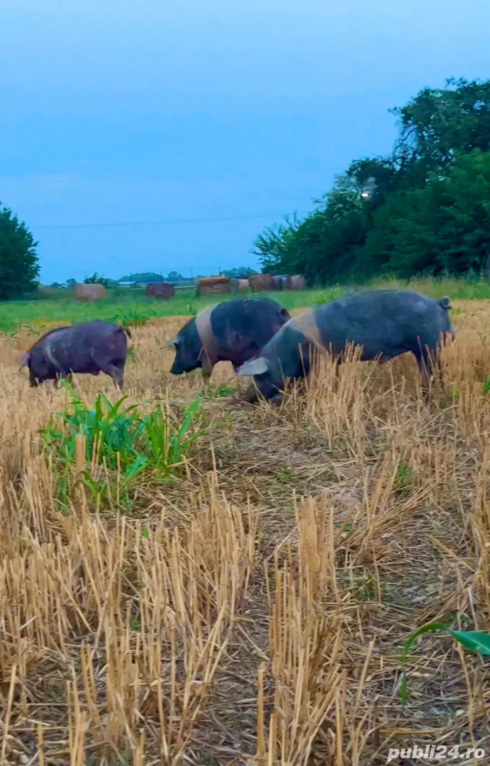 vand purcei din rasa bazna duroc si mangalita 
